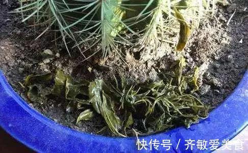 养花|有这“6种坏习惯”，是养不好花的，快来看看你有没有