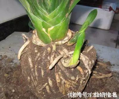 高手养君子兰，1片叶子长1株，蘸点它2周窜白根，3年养200棵