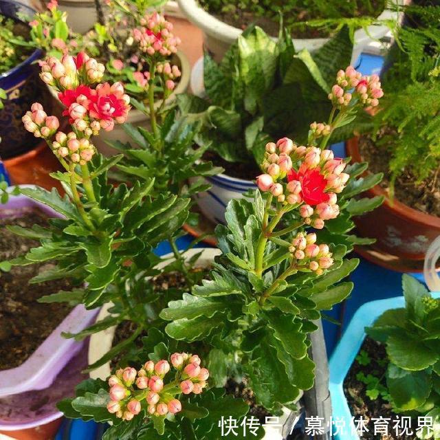 冬天想让长寿花长满花苞,只会“施肥”可不行,还要会“三控”