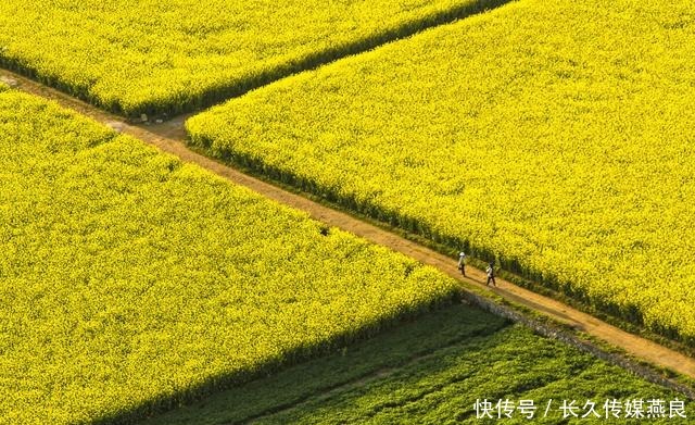 合肥|云南罗平迎来高光时刻，万亩油菜花海绽放，约吗？