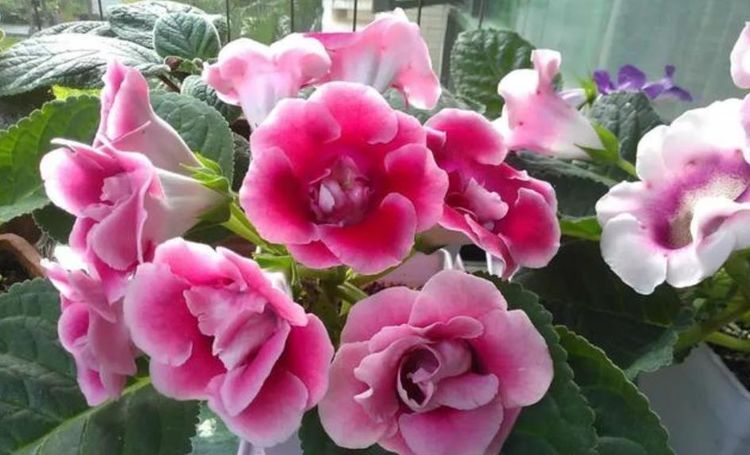 家里不妨养这些花，开花贼美丽，轻松长一大丛，花开烂漫惹人爱