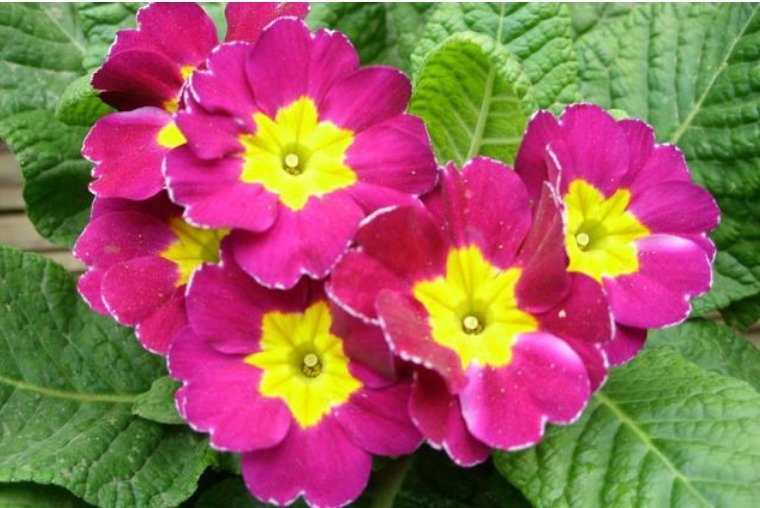 家里就养3种花,漂亮花期长,花香飘满屋,开花繁盛,很喜庆