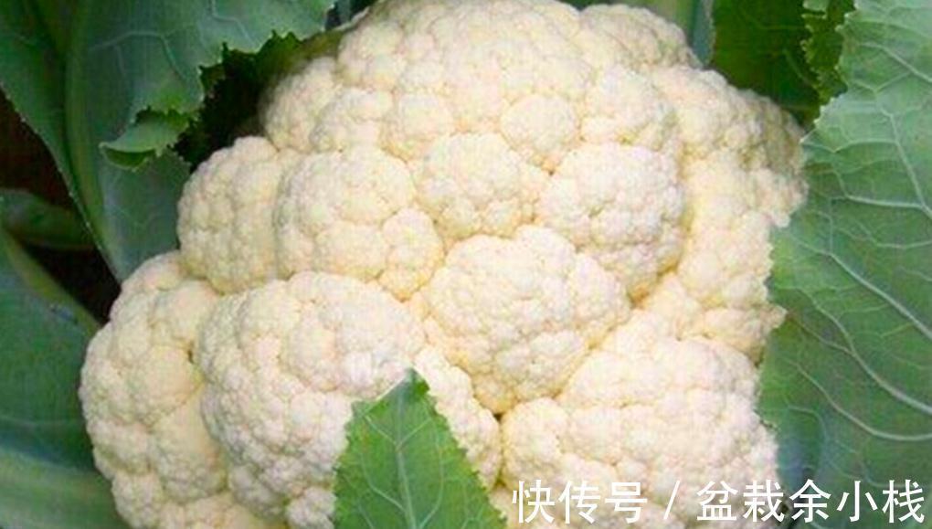 维生素c|秋天女性多吃这8种食物,维C丰富营养高,应季新鲜,价格便宜