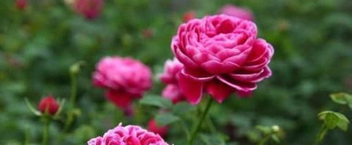 玛丽玫瑰玛丽玫瑰|4款艳美的花卉，便宜又好养，花色鲜艳，适合种在庭院观赏