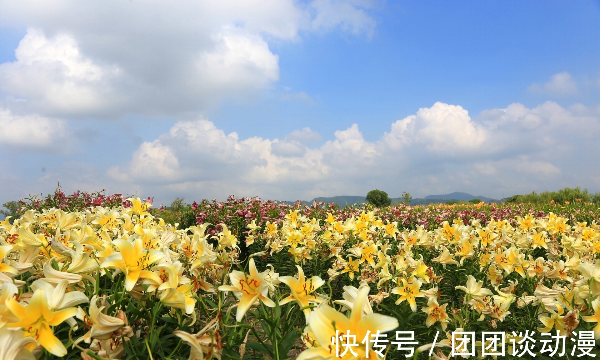 径山镇|秋日赏花，杭州这片唯美花海太“治愈”，满山坡的醉蝶花和百合花