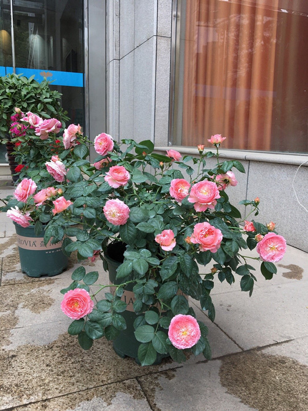 中国产的优秀月季花，不输欧月日月，花型美、花期长，你值得拥有