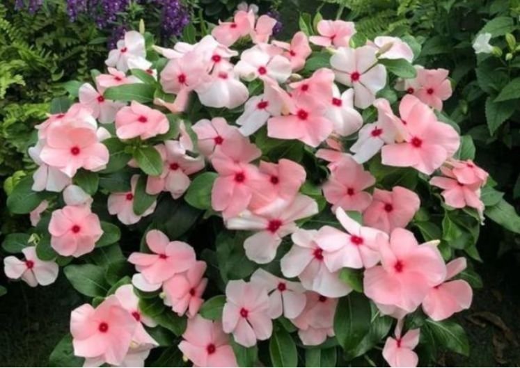 家养此款花卉，开花勤爱爆盆，花儿轻松开爆，适合阳台盆栽