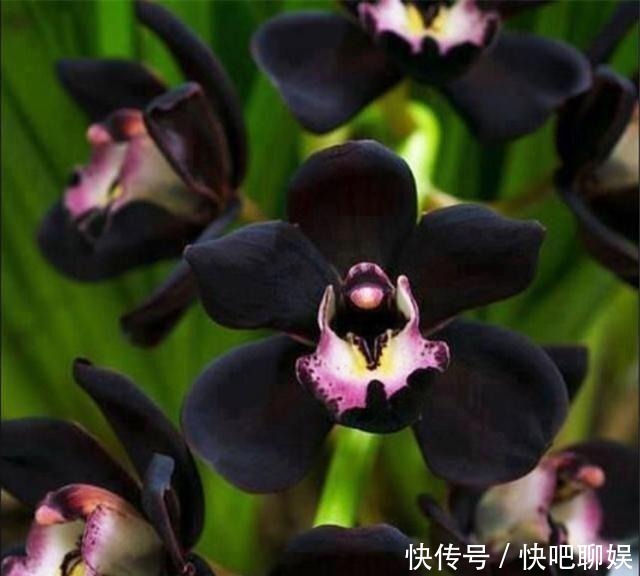 花色|别养桂花了!此花花香溢满屋,比乌龟还好养活,确定不养1盆?