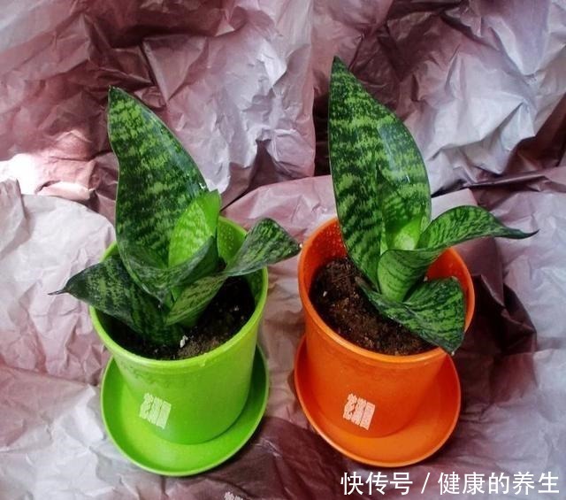 虎皮兰怎么长个教你一招,步骤简单根系猛蹿,样子拔高真好看!