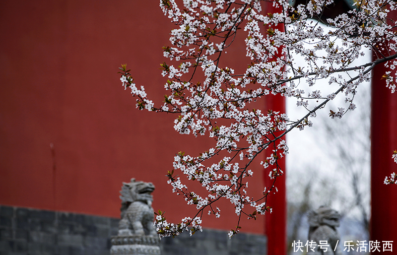 中年|百花争春时节，在西安，这些浪漫的事情一安排 ，想怎么嗨都行