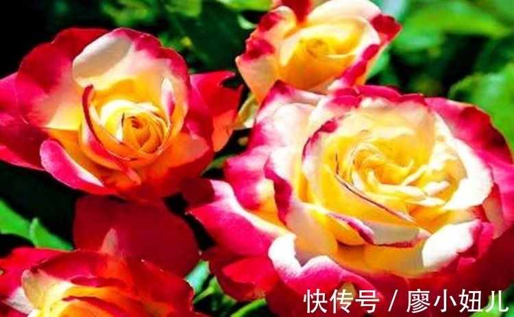 最适合新手养的4种花,超好养的,沾土就能活,花量大不操心