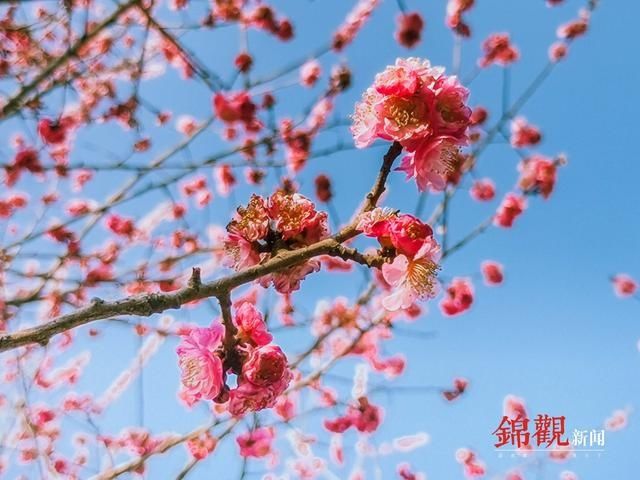 花开天府，春节赏花看过来