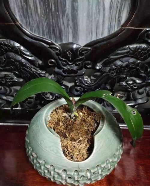 4种不同风格的花,谁见了都爱养,各有各的气质