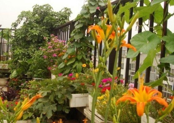 啤酒水,蚯蚓粪养花都不算什么,这种“万能花肥”养一盆旺一盆!