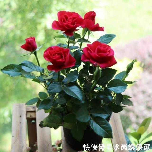 养护|“月季”不难养，记住2个养护“小要点”，盆盆都能开满枝！