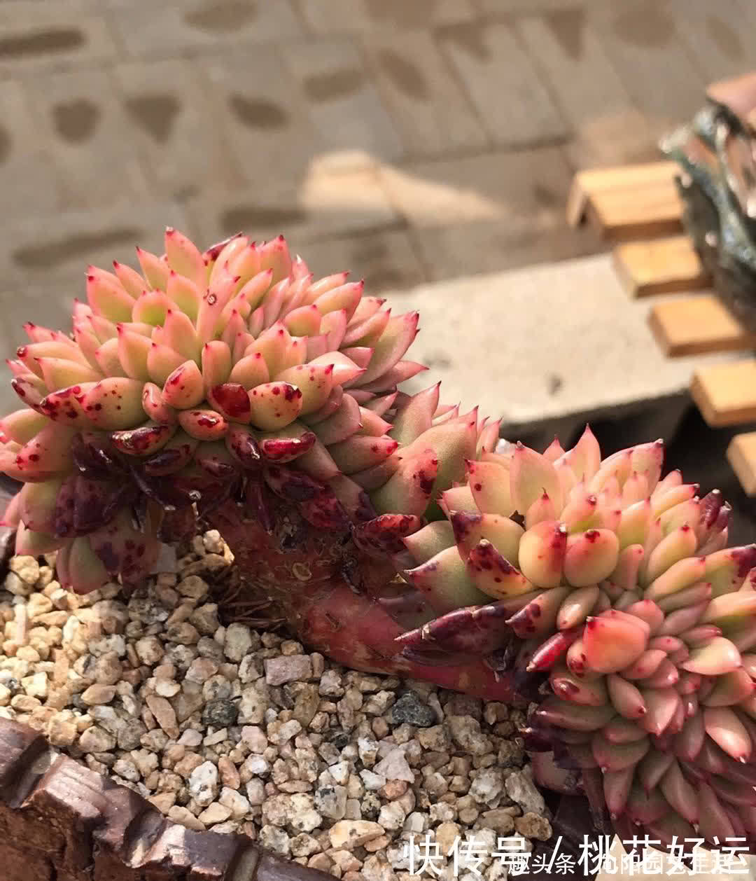 主干|买多肉,不买缀化,养护难度高,养的时间越长,越容易黑腐