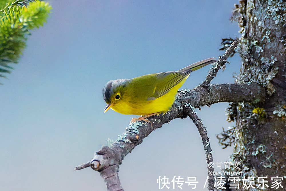 云南|已到山花烂漫时，到云南观鸟，无疑是度过完美夏天的最佳方式