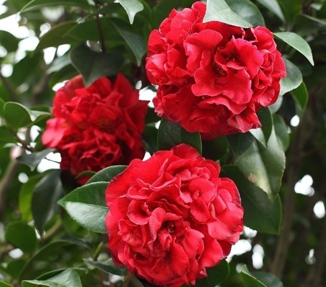 耐旱|这花,兼具牡丹之形,茶花之香,生存能力强,抗寒耐旱,价值高