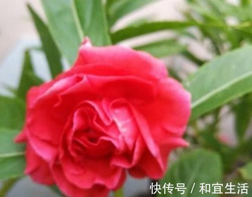 叶片|养花就养个花期长的，花大色艳，开花美长势旺，黄绿交辉