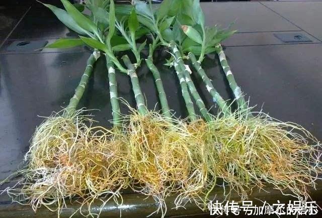 绿色植物|4种垃圾家家都有，垫在花盆里，半年长出白菜根早看少吃亏