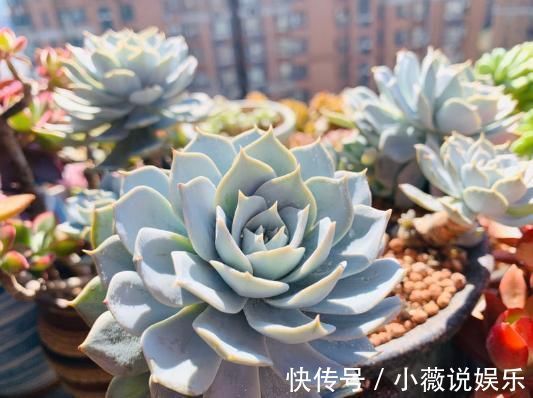 养花不能用大盆,这5种花挤在小盆里,才能长成精品