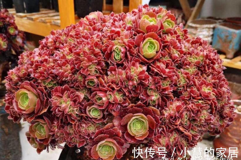 秋天|法师多肉都成功度夏了?来看秋天它们啥时候苏醒,以免阴沟里翻船