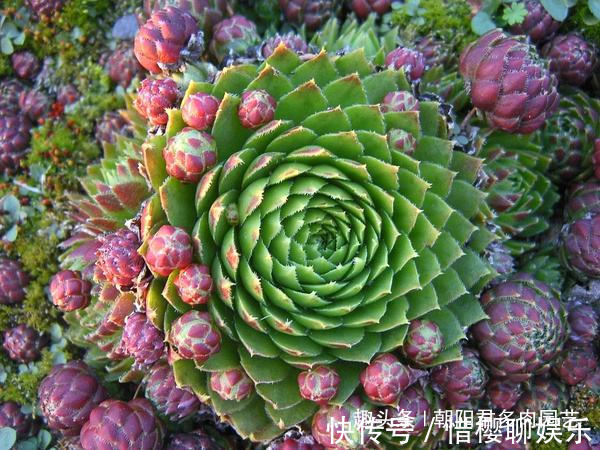 多肉植物|观音莲这样养,不用施肥,一样长满小崽