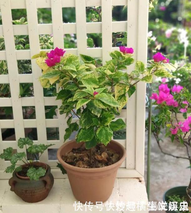 45种三角梅品种,红、橙、黄、绿、白、紫,每一种都很好看!