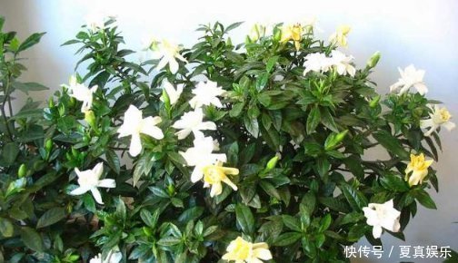 比“雨水”浇花还好,这种水家家有,浇花不用施肥,百利无一害