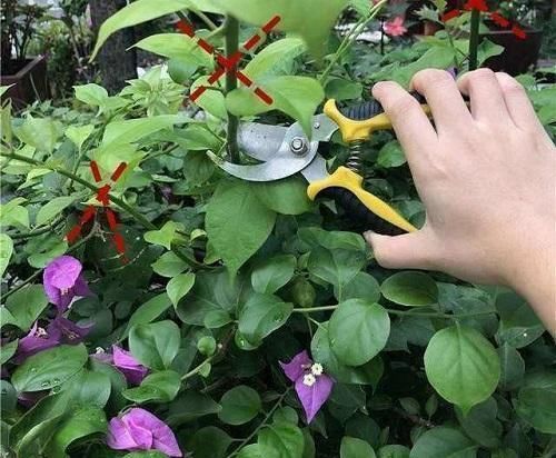 这五种花在春天剪枝,剪错了一年不开花,生长也受影响