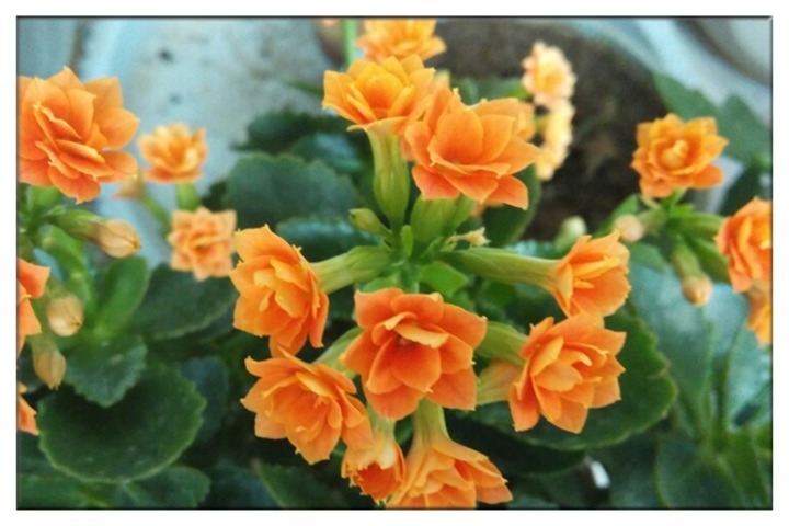 养长寿花，注意这一招，花开娇又艳，爆盆不是梦