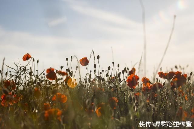  州地区拍摄|《艳丽的橙色罂粟花》活闪婆-协助拍摄