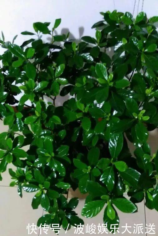 花盆|栀子花养不好可能不是你的问题,挖开花盆看“这里”,你就明白