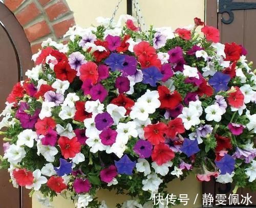 盆栽|刚刚接触养花,盆栽什么好?那就选此3款,成本低、观赏性高