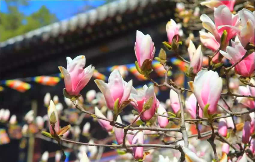 玉兰花大全,简介5种玉兰花,你喜欢哪种?
