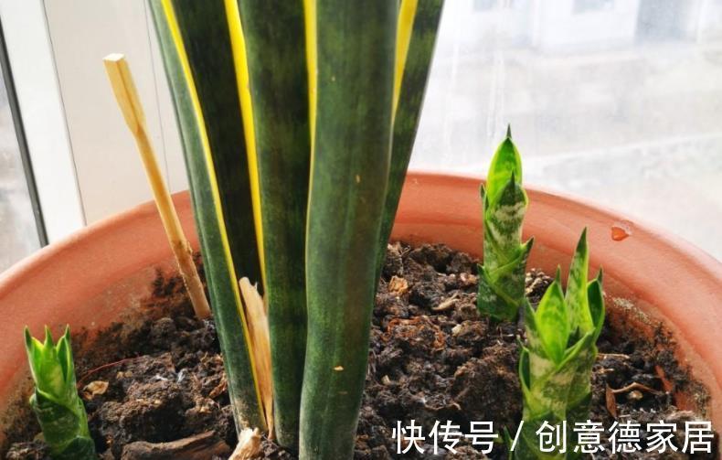 盆栽|秋季养殖虎皮兰，室内盆栽该注意哪些？牢记3点不吃亏