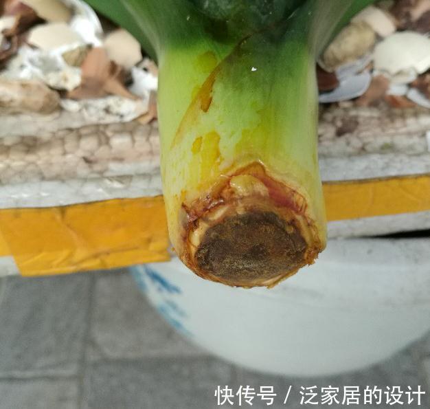 君子兰黄叶,黑尖,烂叶,烂根,怎么办