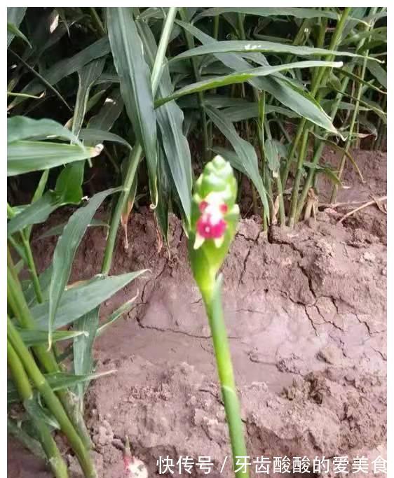 老话“生姜开花,墙倒屋塌”有道理吗?生姜为何会开花?