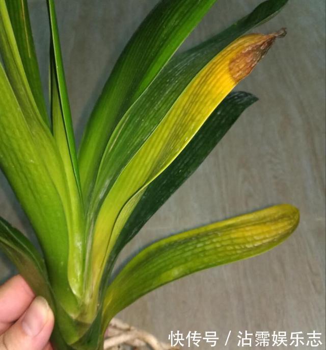 剑叶石蒜|君子兰是“懒汉”，要懒养，不黄叶不烂根，年年开花多，美呆了