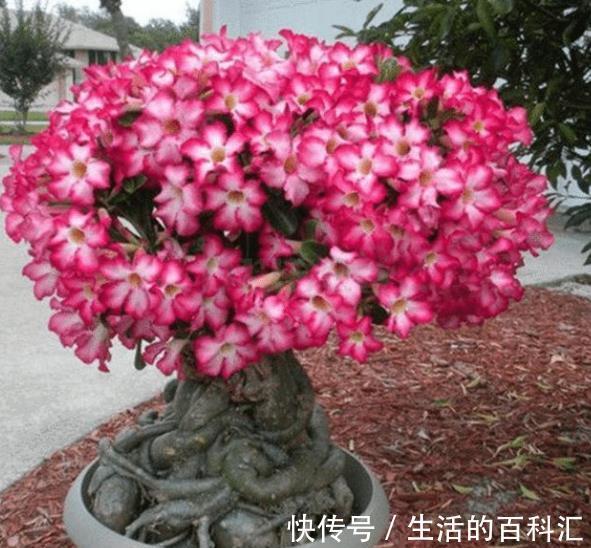 10种喜阳的漂亮花，家里采光差别乱养，不然长势差难开花