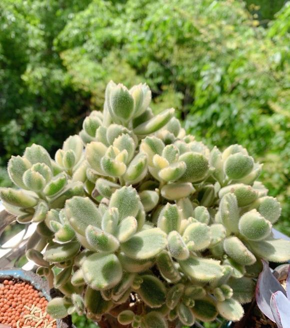 多肉|多肉养绿了,怎么养回原来的状态?分2种情况,后者直接没有救