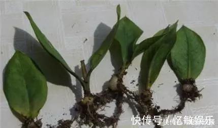 枝条|养花爱好者看过来这15种花现在“扦插”,生根快,一个周就长芽