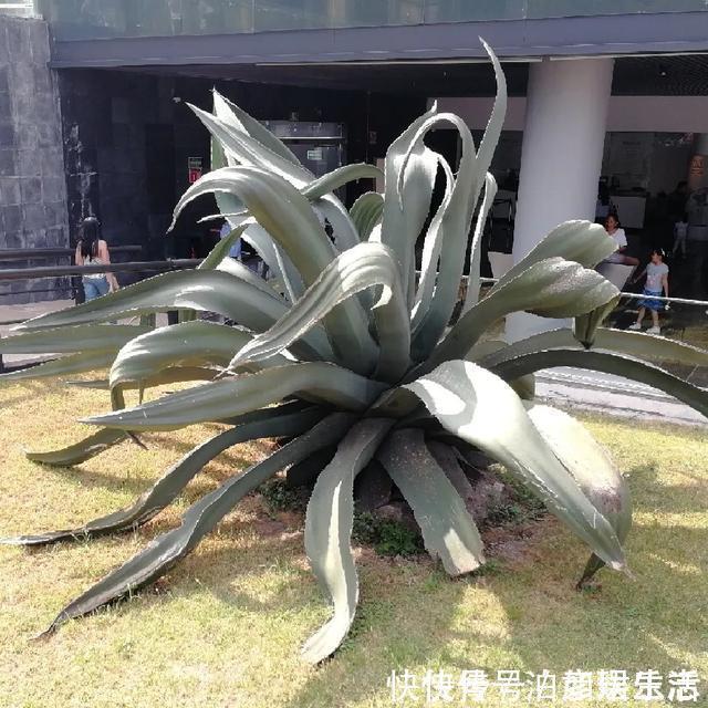 雍容华贵|这些植物“老寿星”，个个能活100岁，泼辣无比，比人还长寿