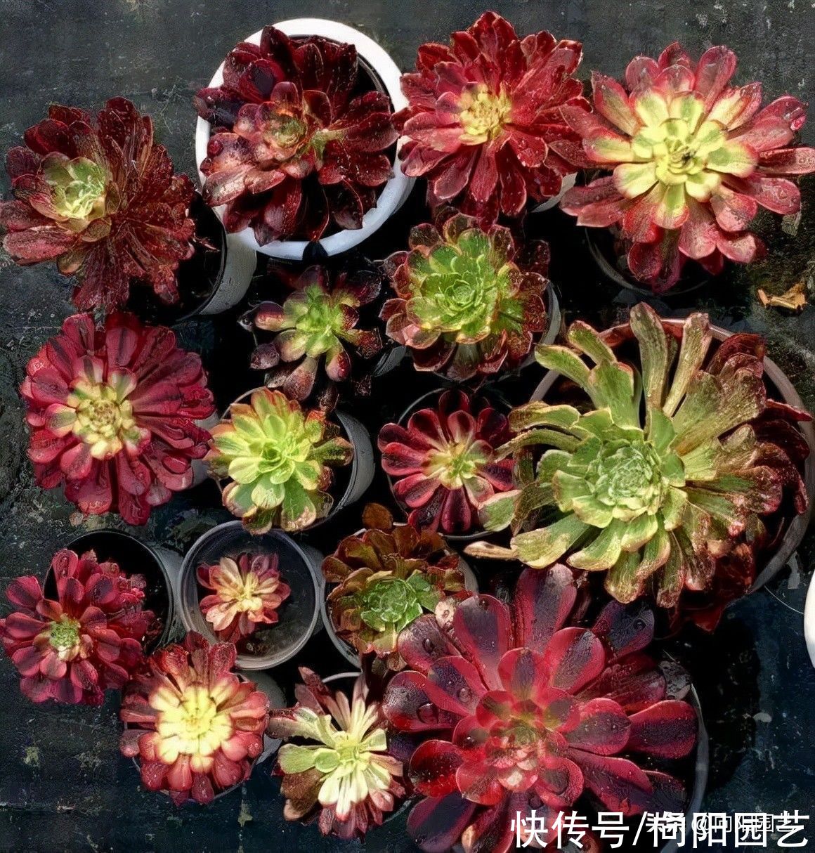 10种多肉最怕水，水多了就“烂根”，养多肉千万不能“手勤”