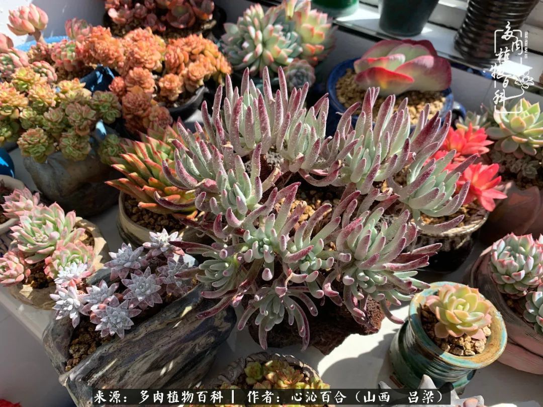 夏季的多肉,绿色才是主色调!努力呵护,期待绽放的那一刻!