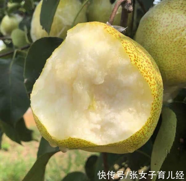 积食|入秋后想要孩子长个子,柿子等水果少给宝宝吃,再营养也不行