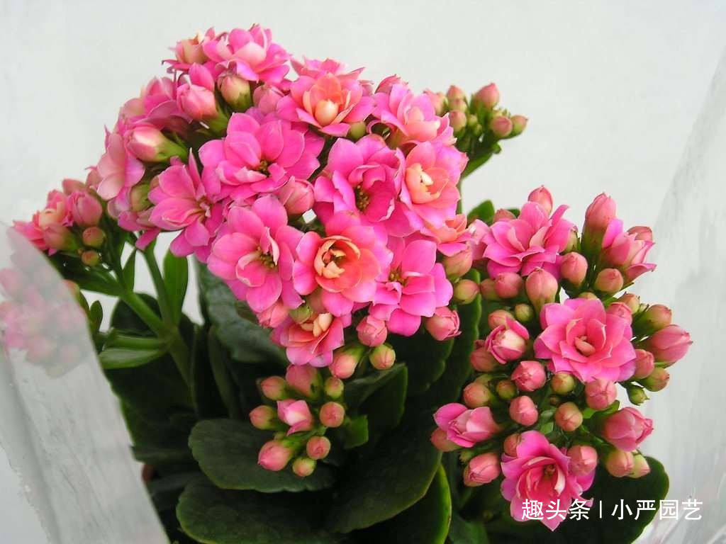 两种溶液混着用,长寿花“疯了”一样开花