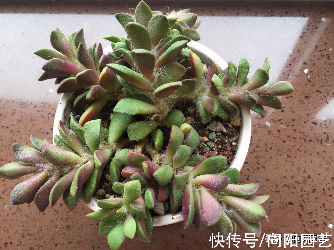 多肉老桩，越养越细，原来拇指粗，现在筷子粗，咋回事？