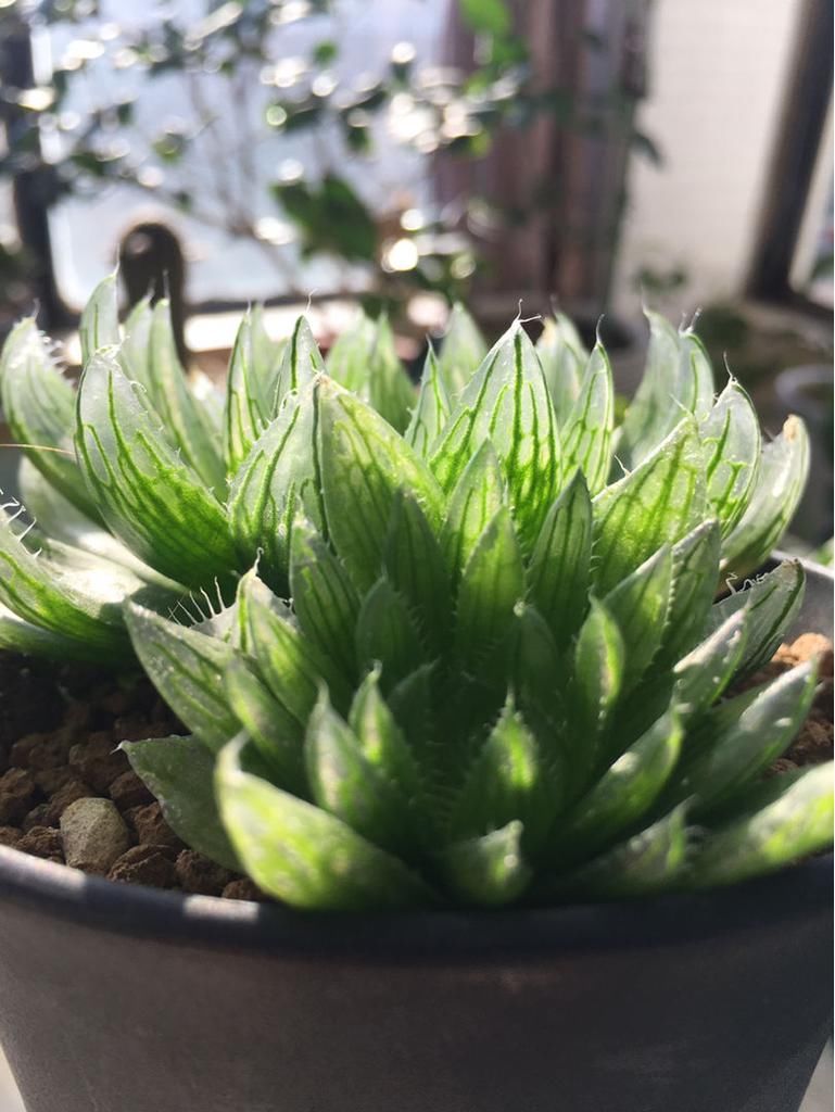 4种“徒神”多肉,太容易徒长,心累