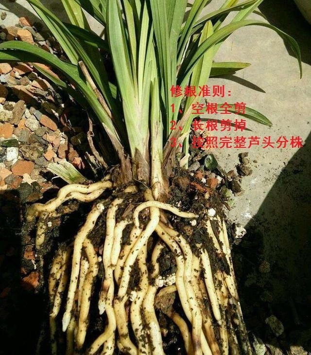 栽种|秋凉后，养3种花，最好换盆、换土，到时候不开花、黄叶